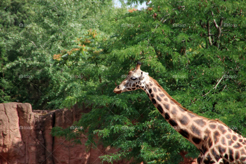 animal zoo giraffe tier by stef79