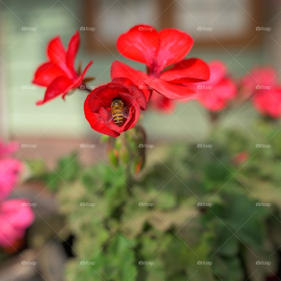 Honeybee digging deep to collect sweet nectar