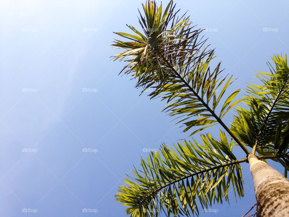 Betel Palm or Betel Nut Tree or Areca Tree in the Summer
