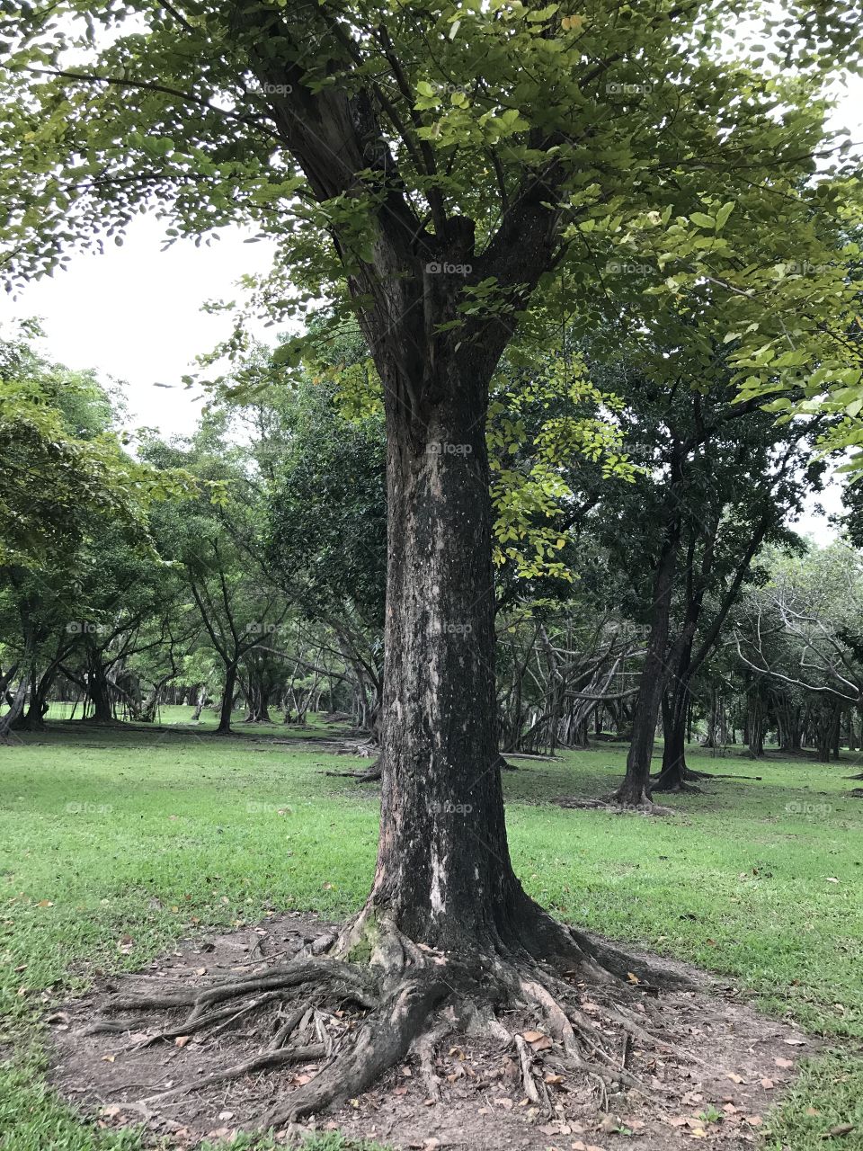 Give you more oxygen