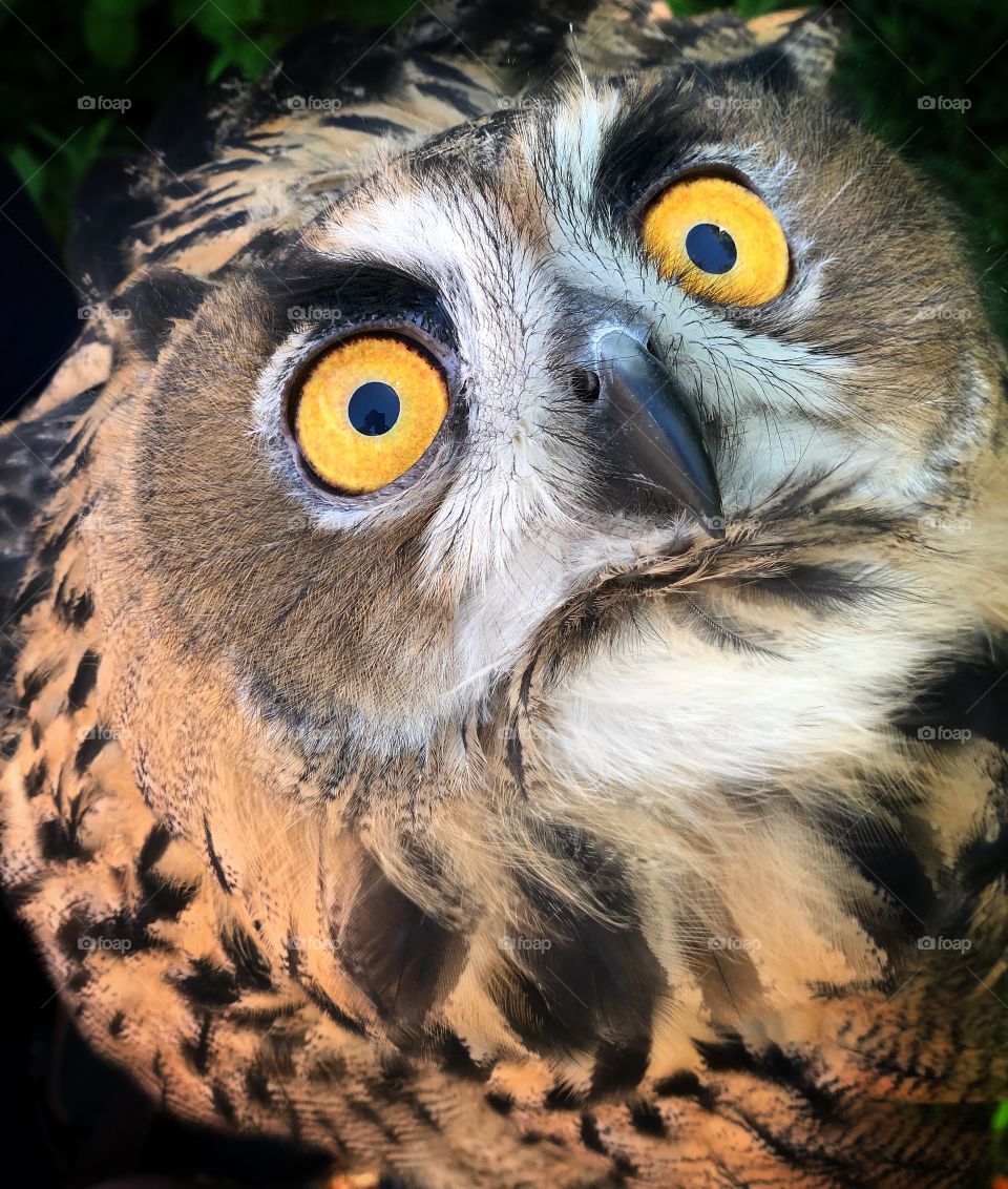 Owl 