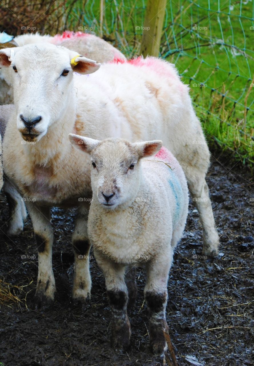 Sheep and a lamb in wales