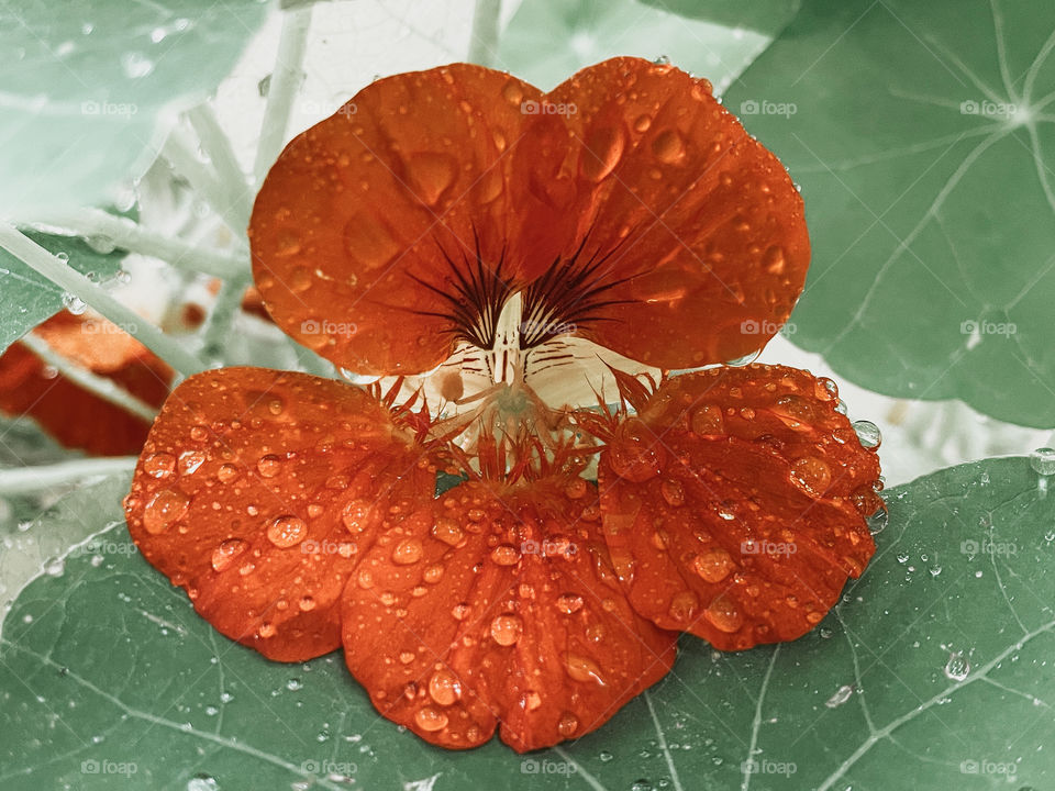 Flower Orange waterdrops water wet mother nature outdoors leafs petals water droplets rainwater Rainfall raindrops rain droplets