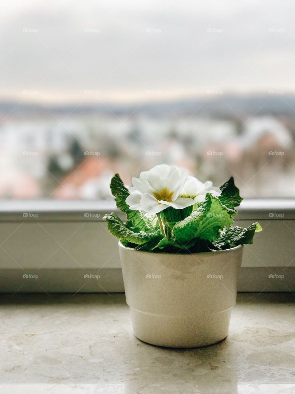 Close-up of a potted plant