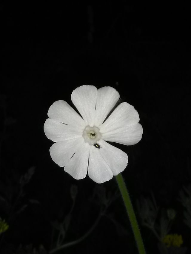 flower , flora