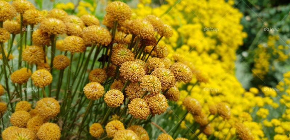 Beautiful flowers