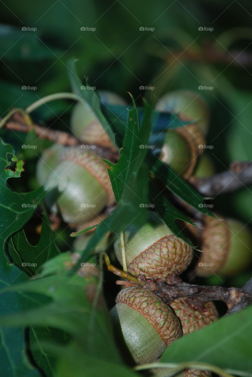 Green is the color of Life