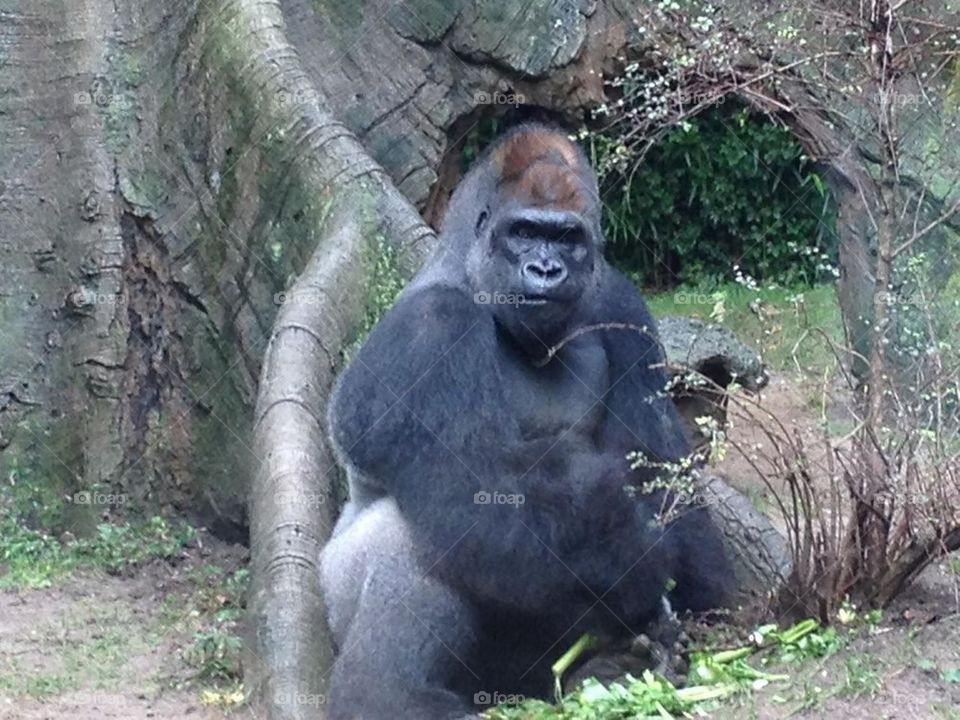 Gorilla