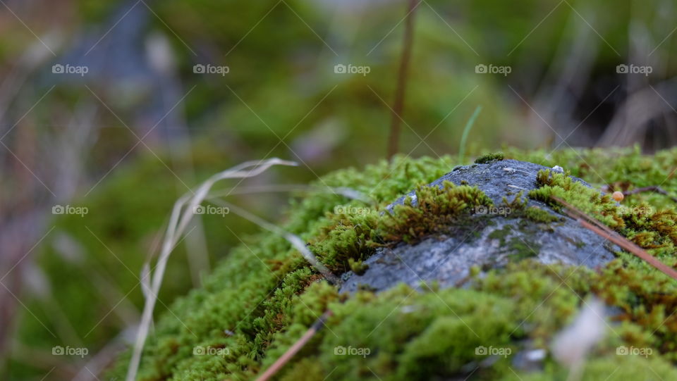 Moss in forest