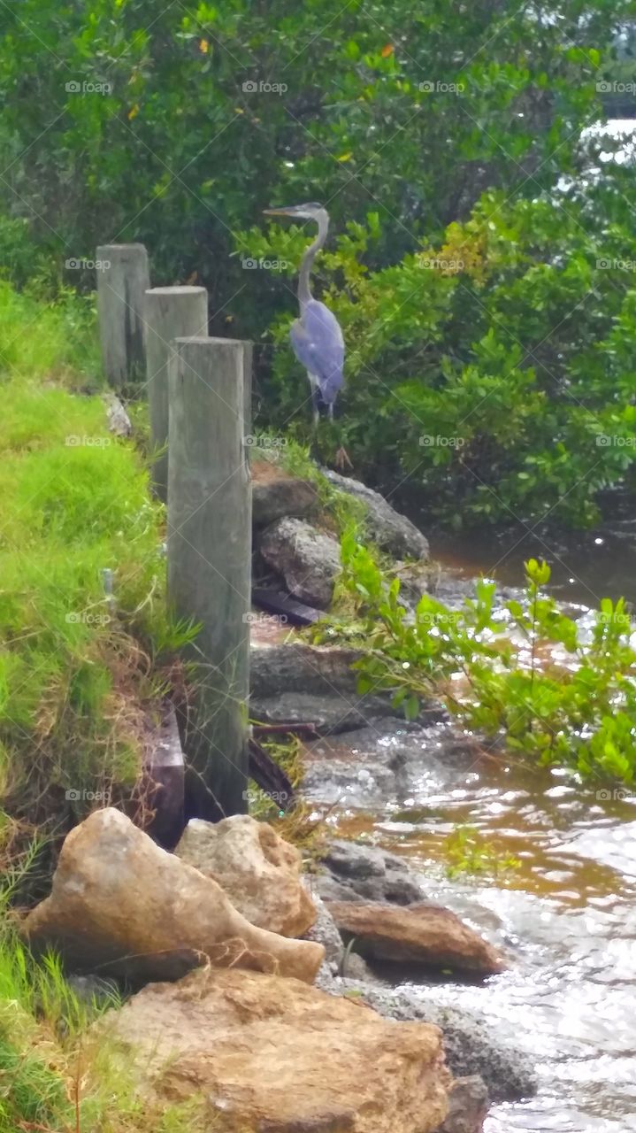 An egret just chilling...