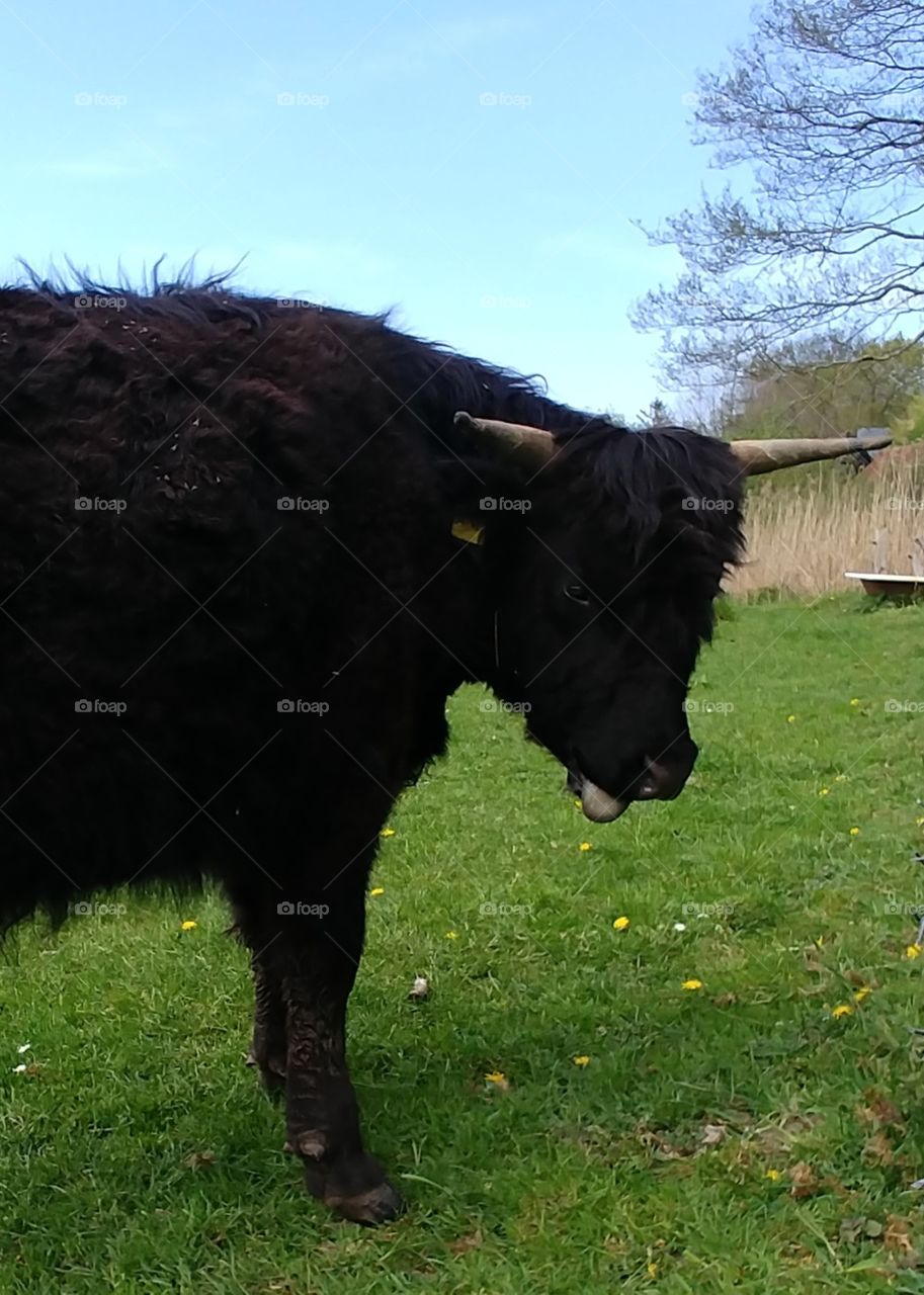 cow zunge bull hörner Rind weide