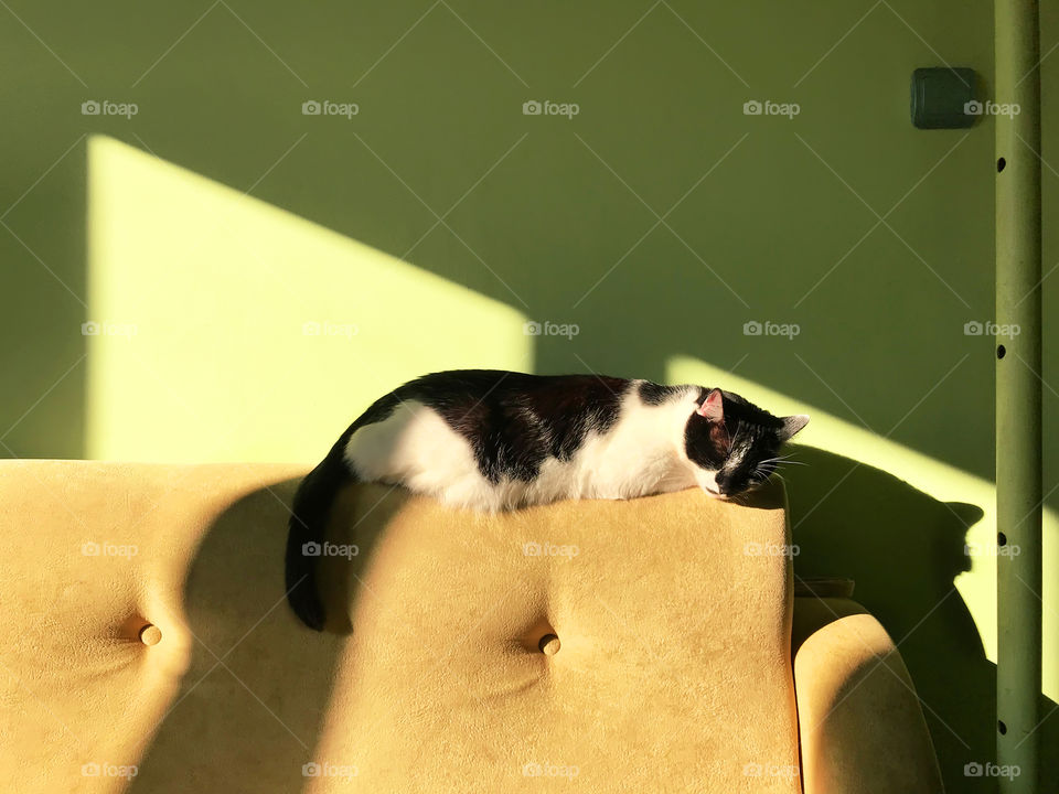 Cute cat enjoying the sunlight on sofa at home 