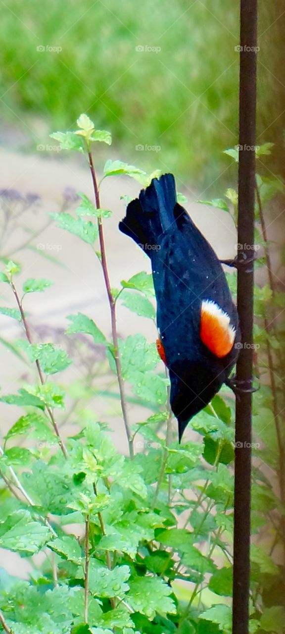 Birds. Red Winged Blackbird