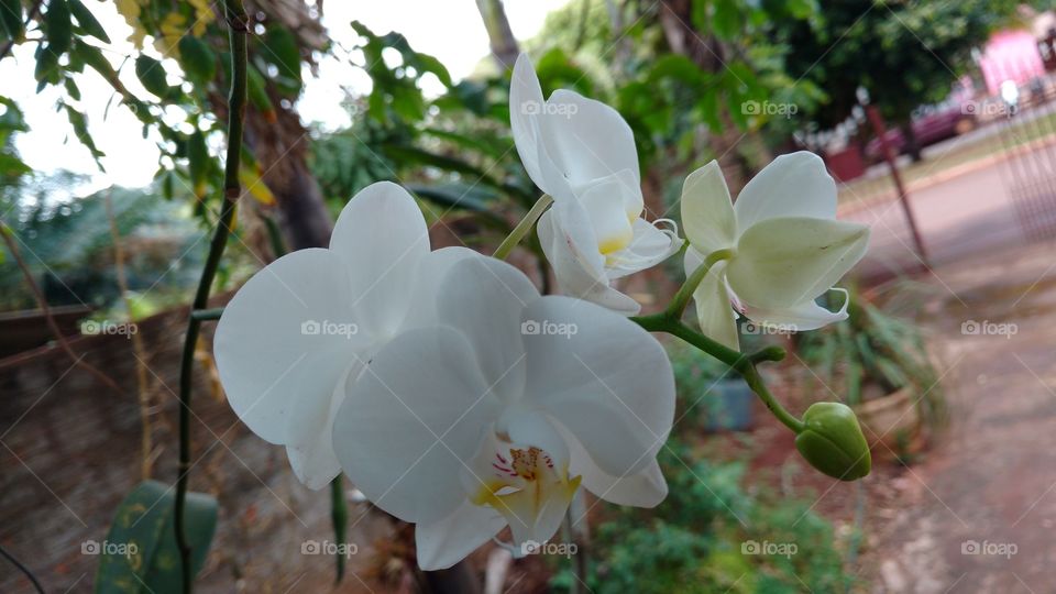 As orquídeas são sublimes, singelamente diferenciadas.