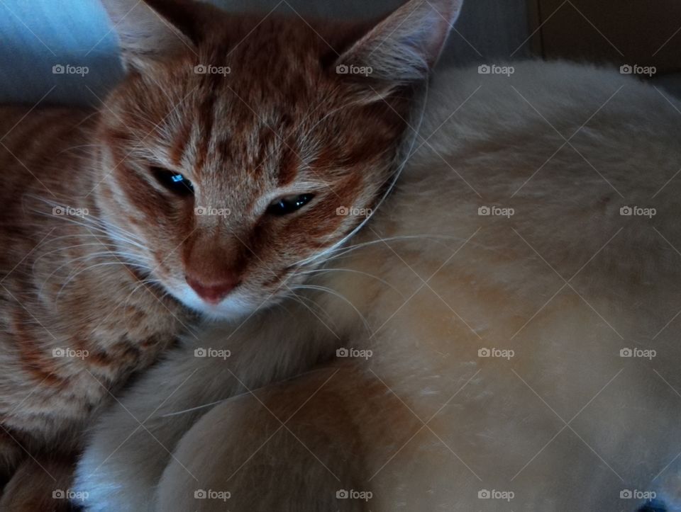 I'm gonna sleep here