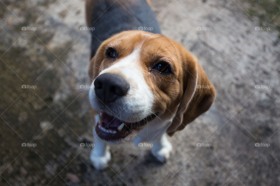 Cute beagle dog smiling to camera 