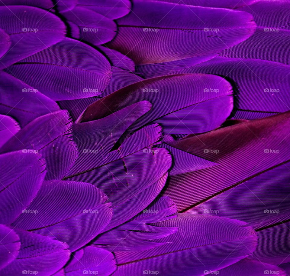 Purple Feathers 