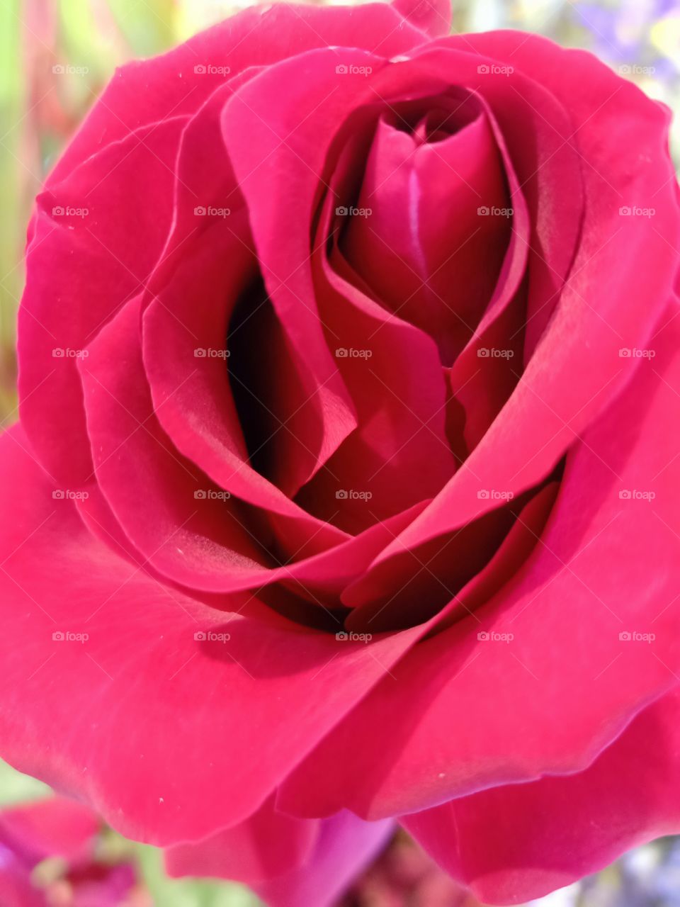 Beautiful red rose