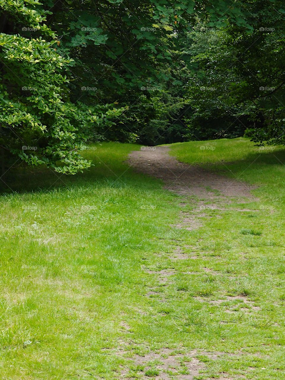 A dirt path winds through the grass and trees in the beautiful English countryside. 