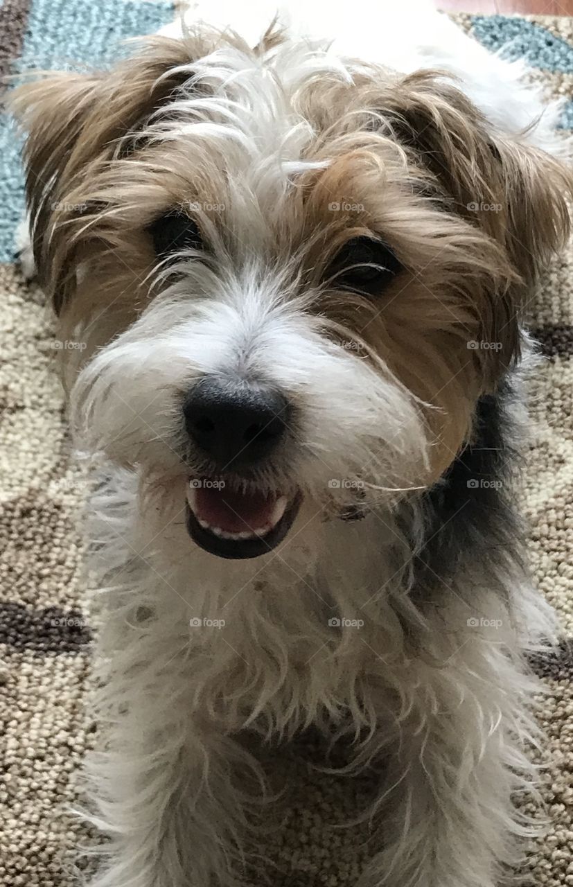 Wirehaired Jack Russell 