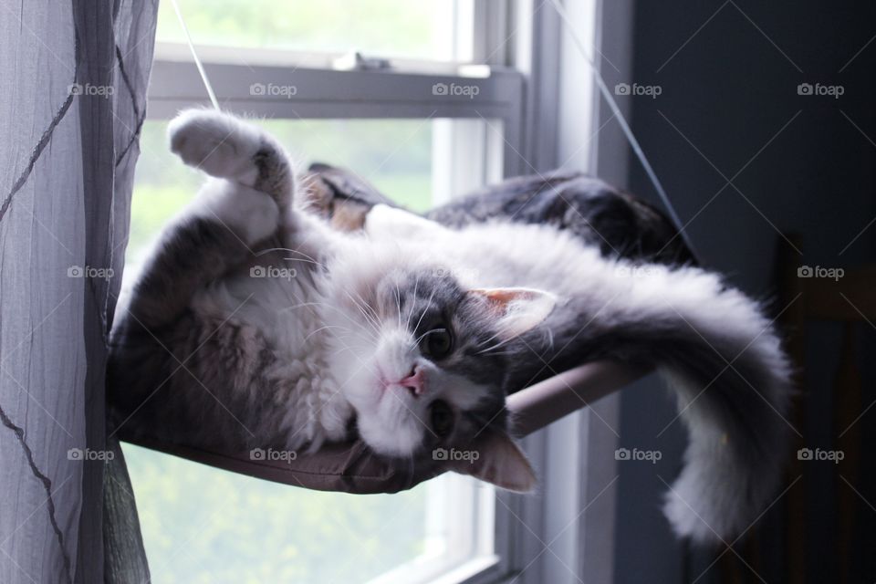 fluffy grey and white cat laying upside down looking cute on suspended window seat for cats