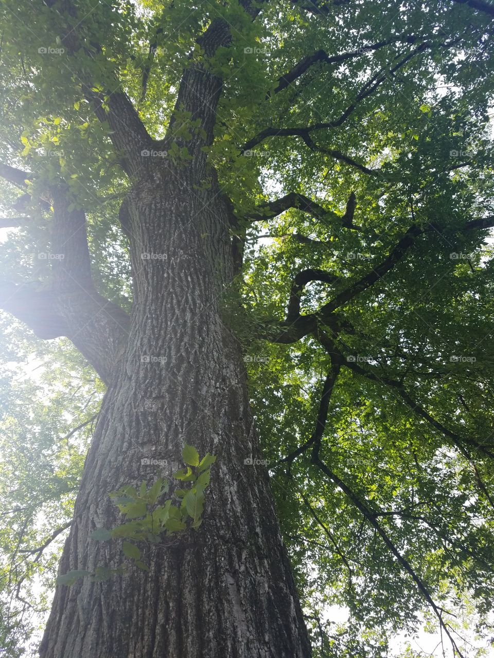 Planting Fields Arboretum State Park, Oyster Bay, NY - August 2017 - Taken on Android Phone - Galaxy S7 - Exploring the Grounds on a Lazy Sunday near the end of Summer