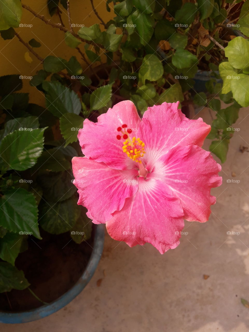 beautiful pink hibiscus flowers in our garden