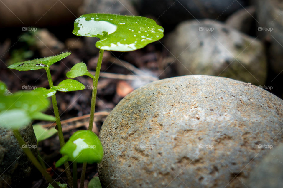 View of wet plant leaf