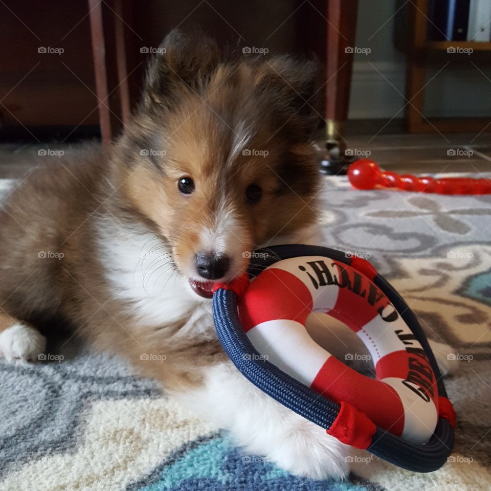 Playtime with a sheltie puppy. Can you resist this face?