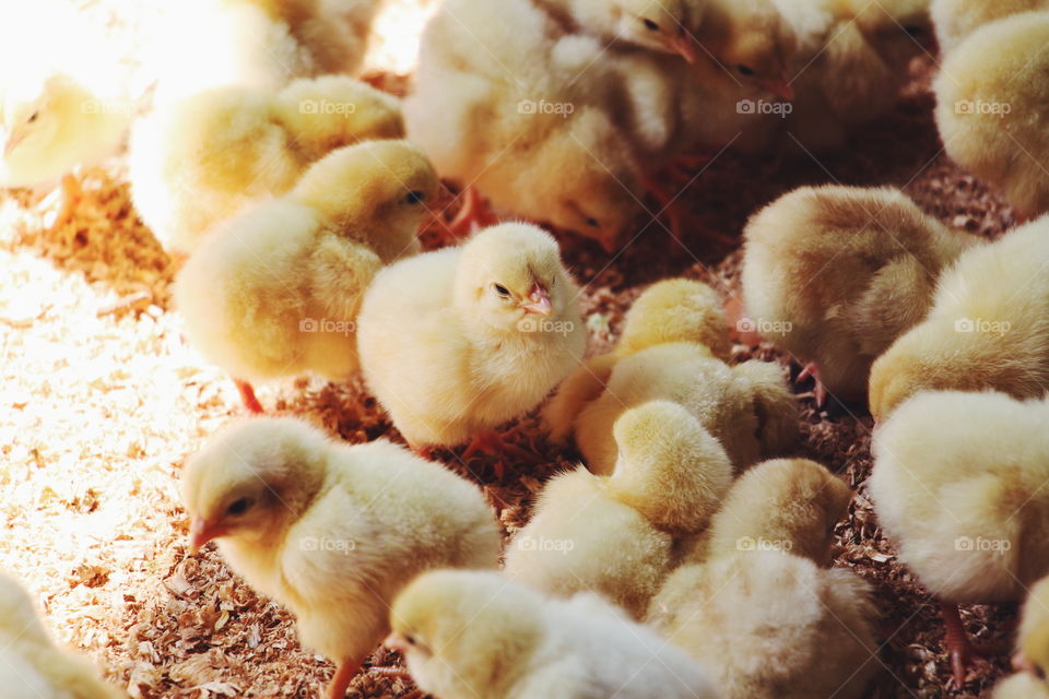 Baby Chicks