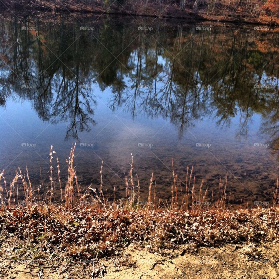 Water tree reflection 