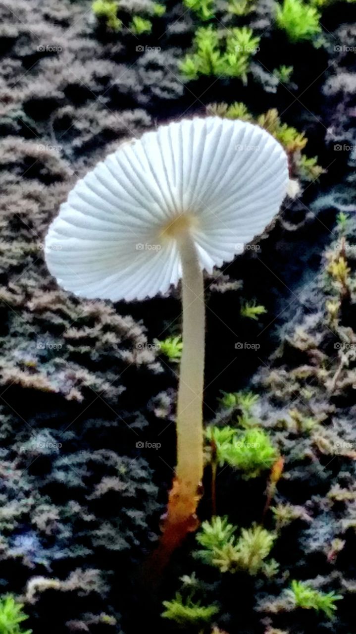 mushroom
