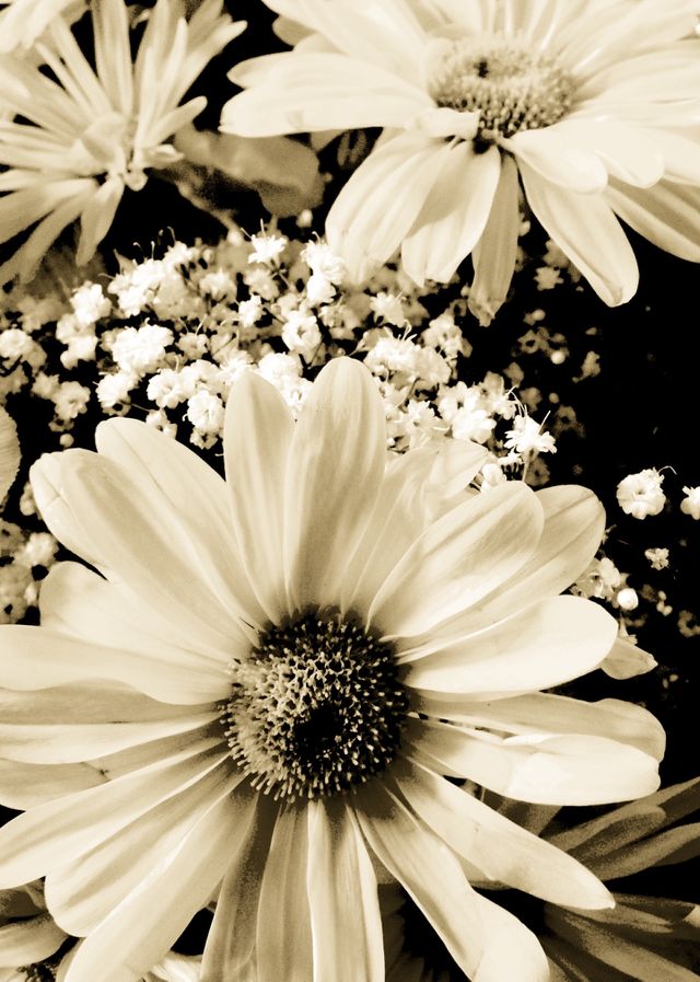 Close-up of flowers