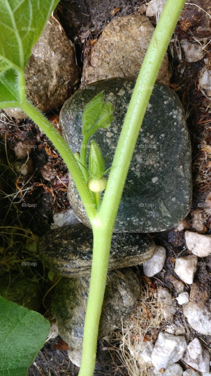 Baby Pumpkin On Plant