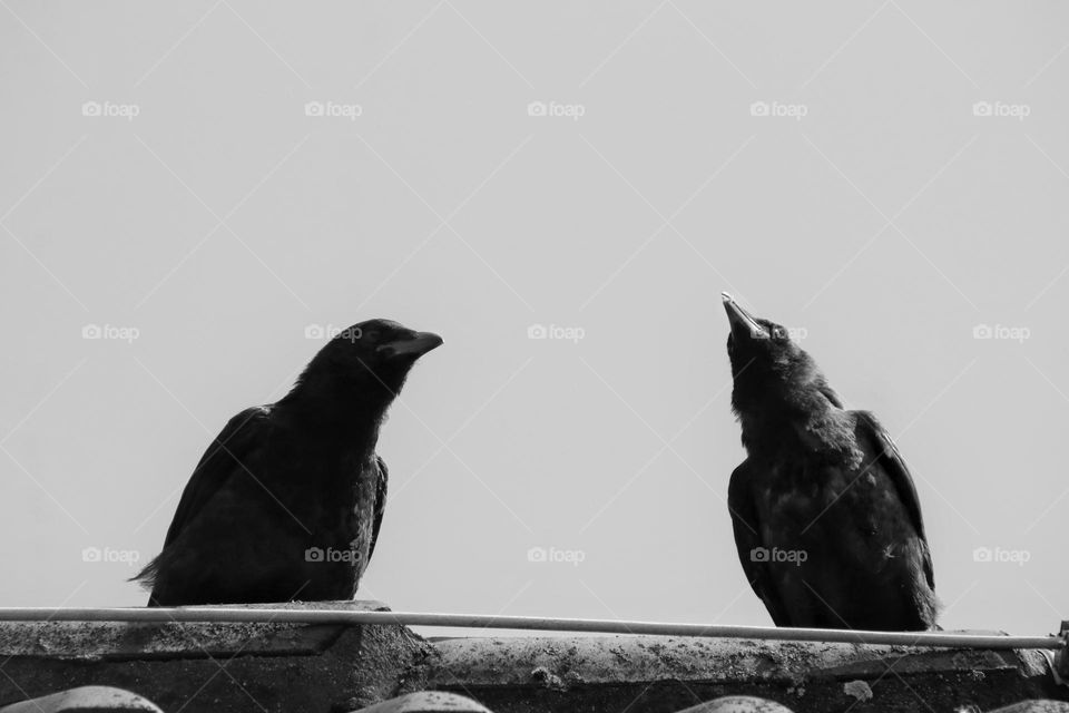 Two ravens sit side by side on a roof