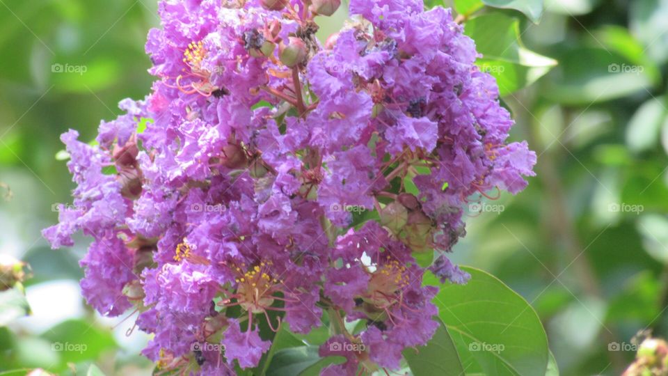 Purple crepe myrtle 