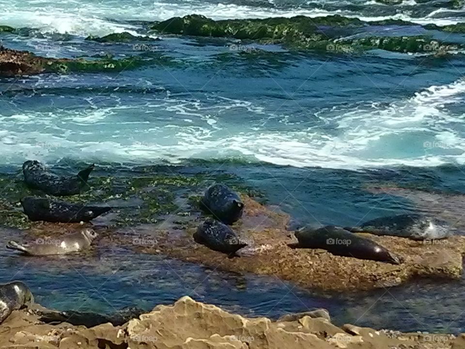 La Jolla cove sea lions