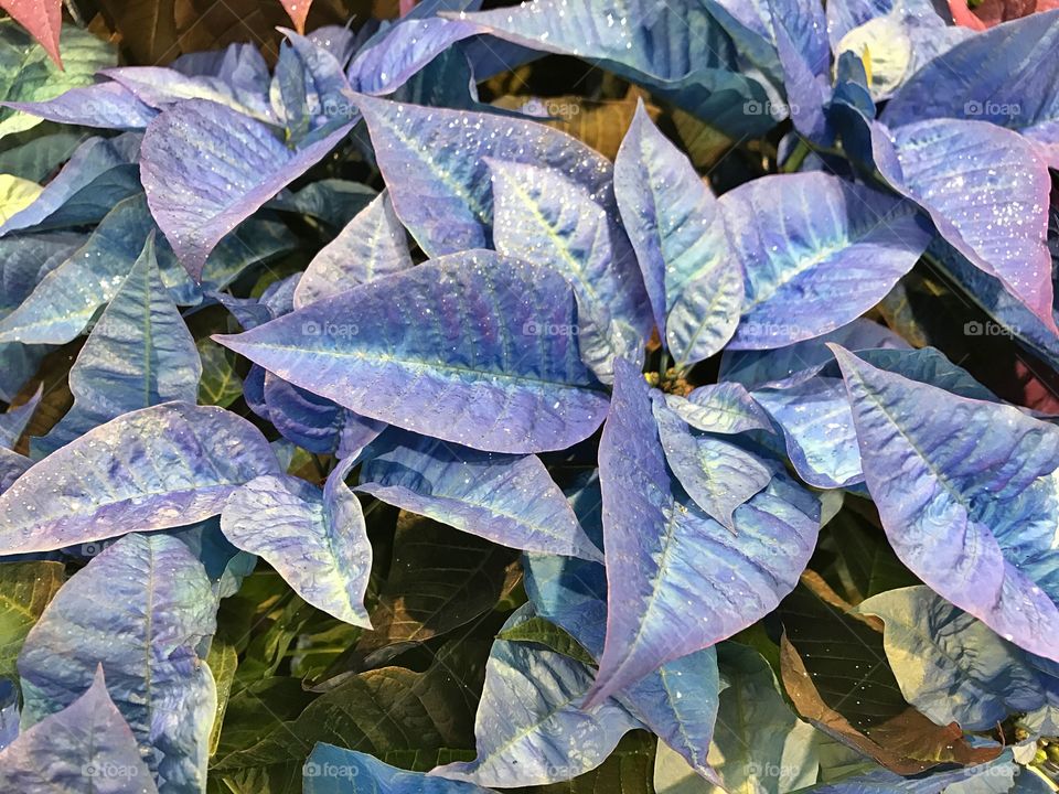 Blue poinsettias