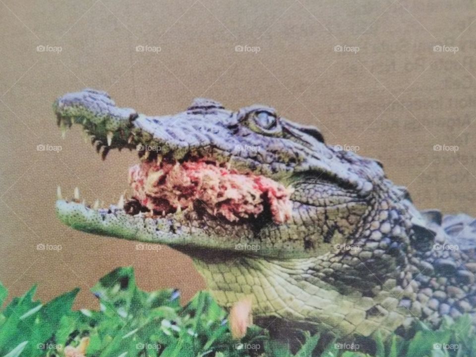 A crocodile feeding on it's prey after a successful hunt, with it's strong teeth which with the help of it's strong jaws crushes a prey into pieces.