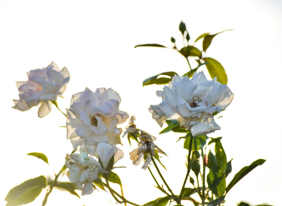 White roses flowers macro closeup blossom nature garden outdoors park calm and relaxing summer sunset lighting sunny day flowers background botanic park landscape