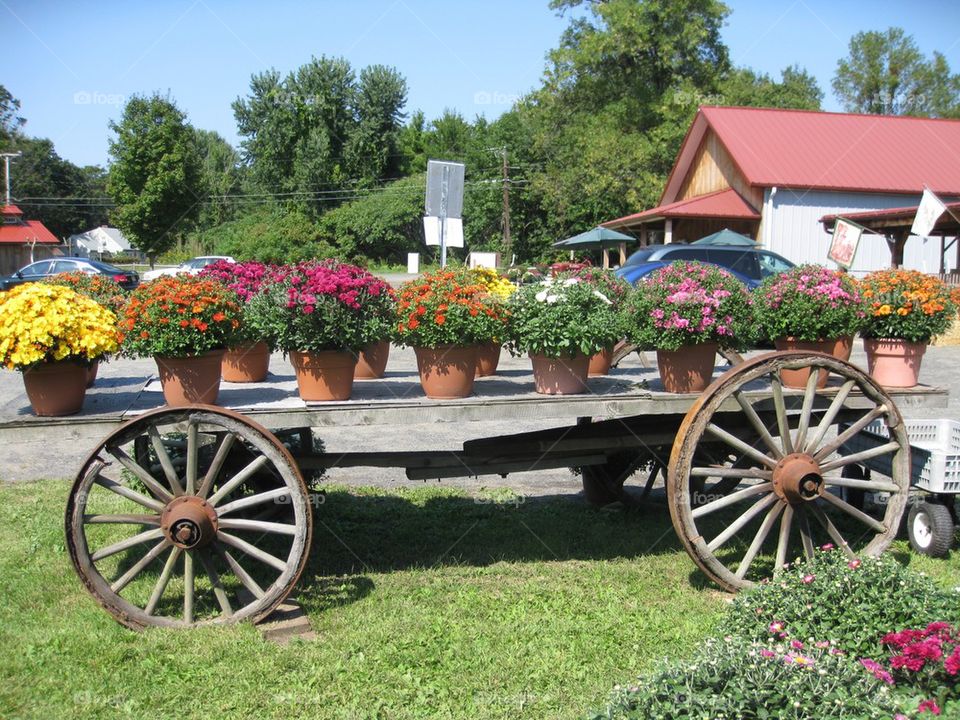 Wagon full flowers