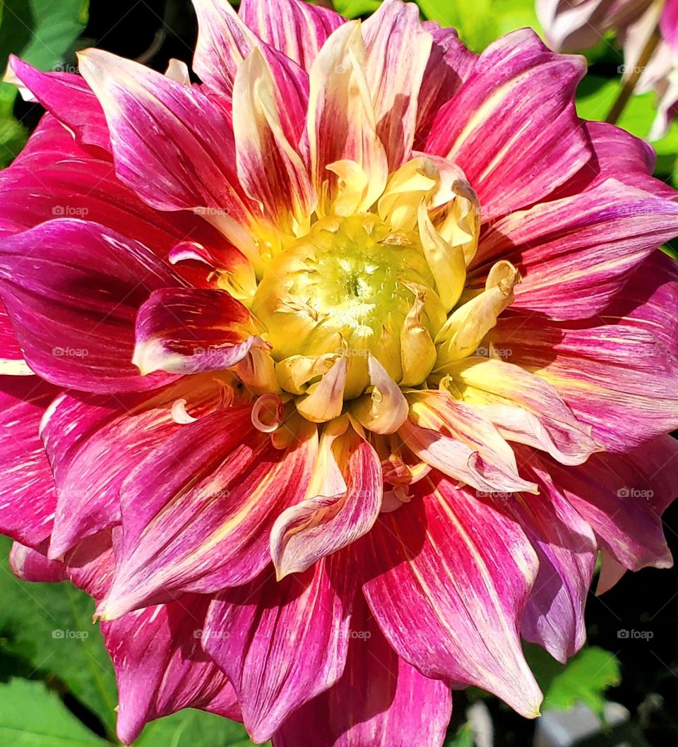 Beautiful Pink Flower in Bloom