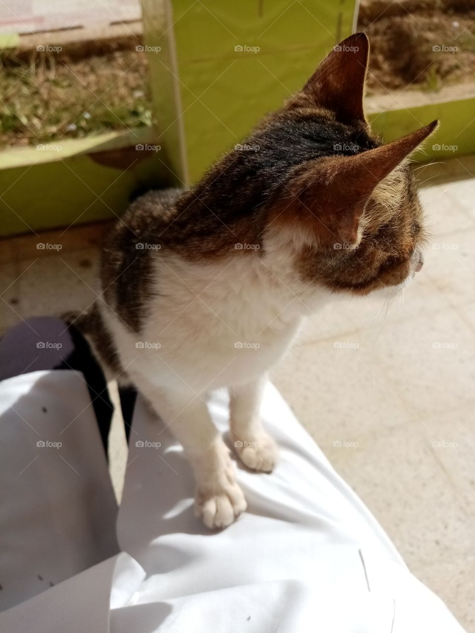 Just a few minutes this cat Will be my freind