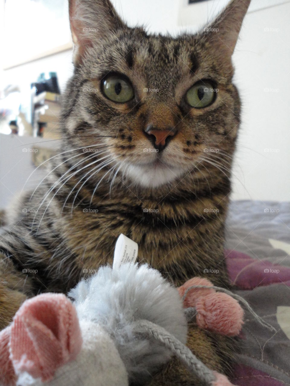 Don't mess with her cat and her toy mouse. This is a serious situation. 