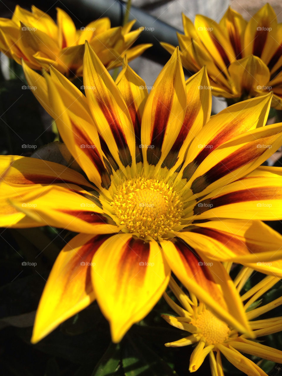 sweden garden yellow nature by elluca