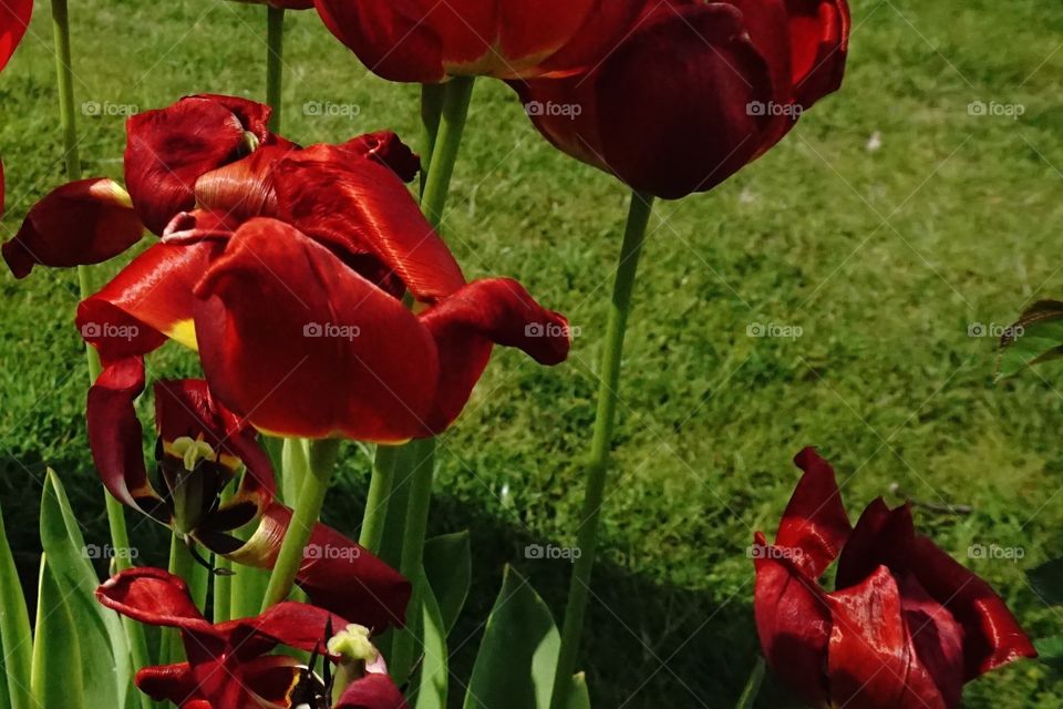 Red blooms