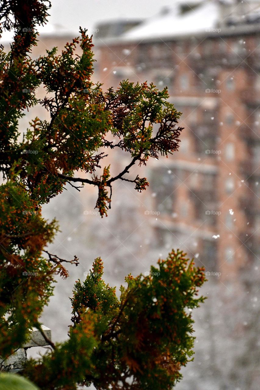 Snowing during autumn