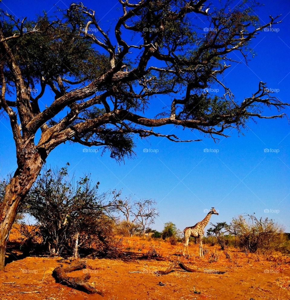 Giraffe in Chobe, Botswana