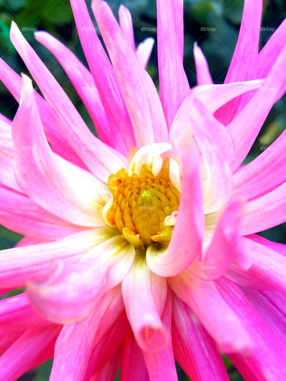 Pink flower blooming outdoors