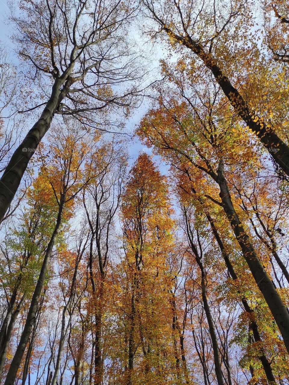 Tops of the autumn forest view bottom view